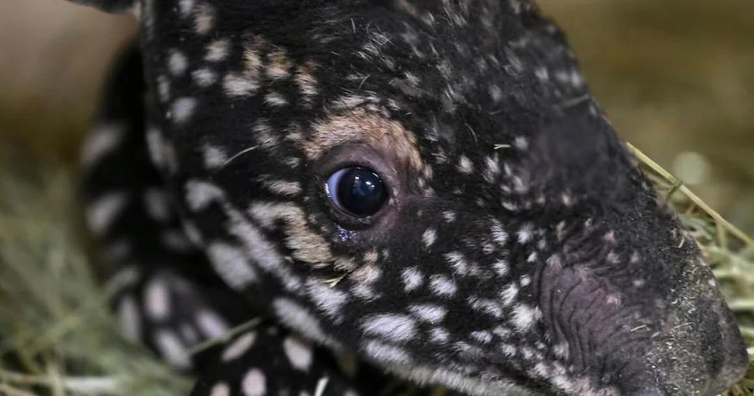 Meet Ume: The Spicy Tapir Calf Making Waves at Point Defiance Zoo