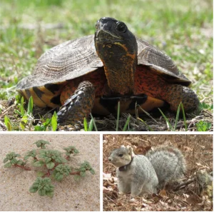 Delaware’s Bold Move: A 10-Year Wildlife Conservation Plan Unveiled
