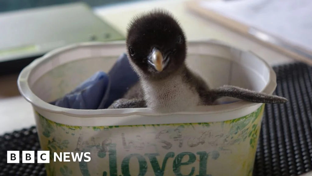 Endangered Rockhopper Penguin Chick Thrives With Human Care At Whipsnade Zoo