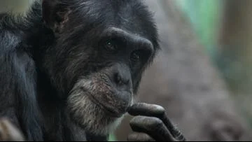Remembering Kijana: The Playful Chimp Who Captivated Hearts