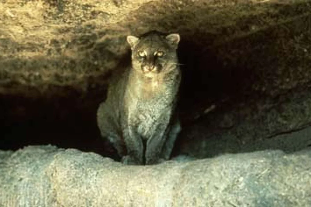 The Return of the Jaguarundi: Rediscovering A Long-Lost Big Cat in Texas