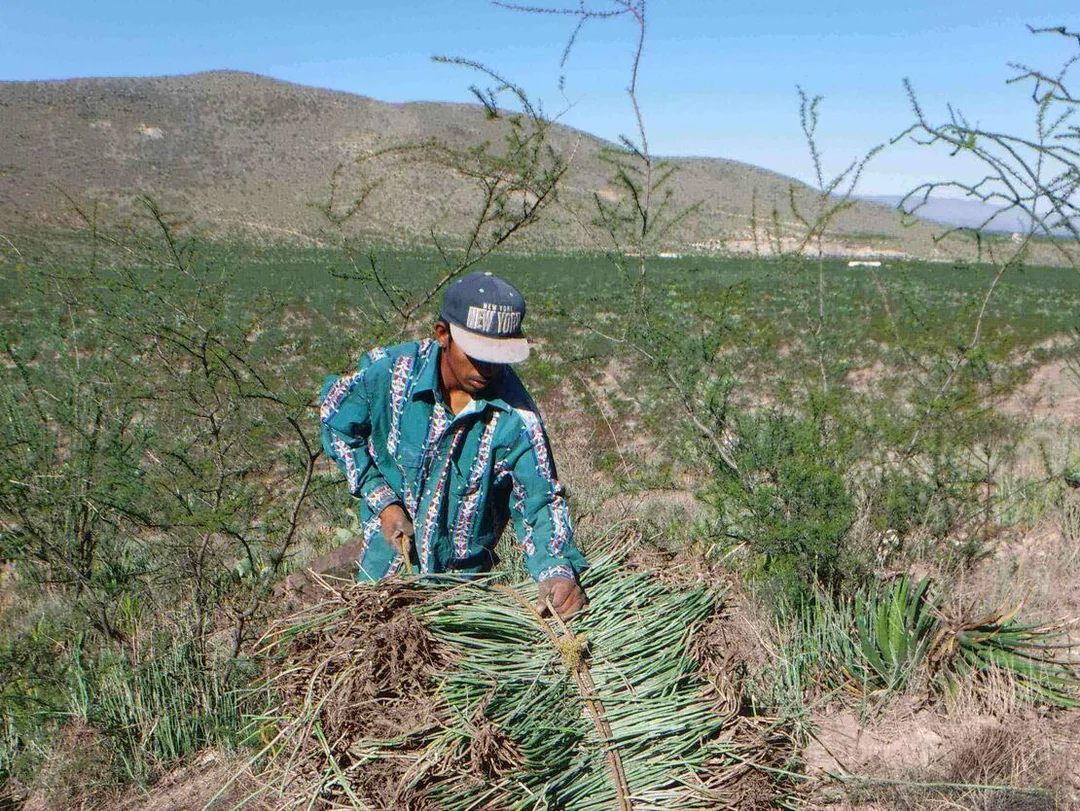 New Guidelines for Harvesting Threatened Species: A Sustainable Approach