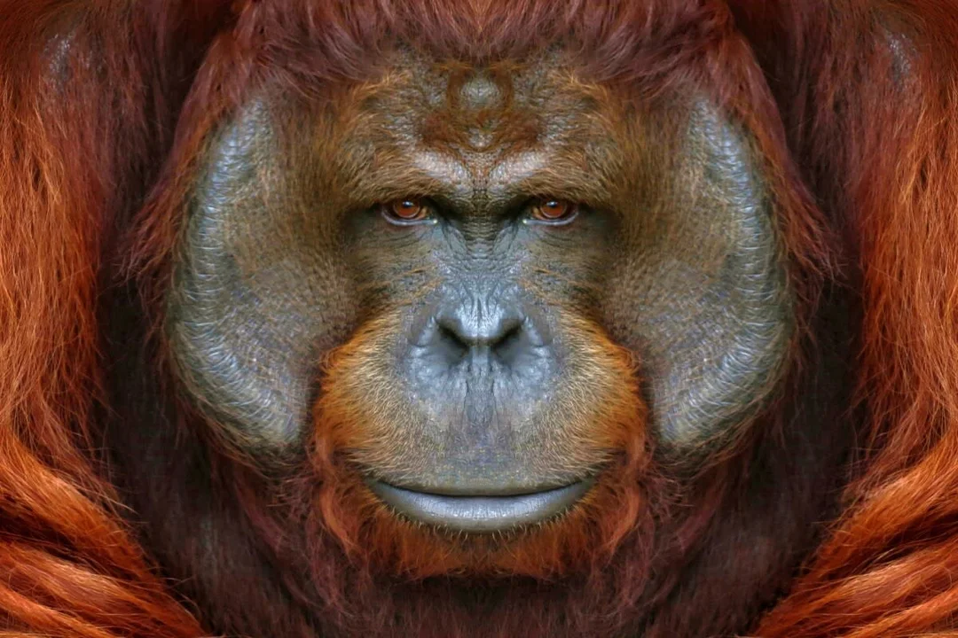 The Artistic Orangutan: Jill’s Masterpiece at Kansas City Zoo