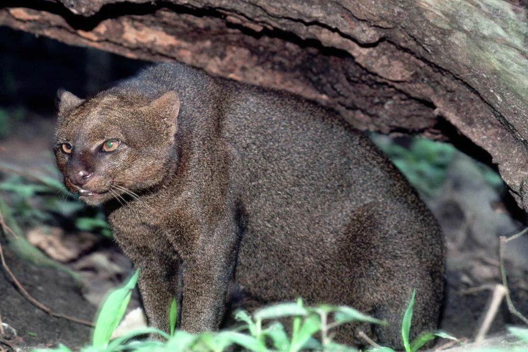 Is The Elusive Jaguarundi Making A Comeback In Texas?