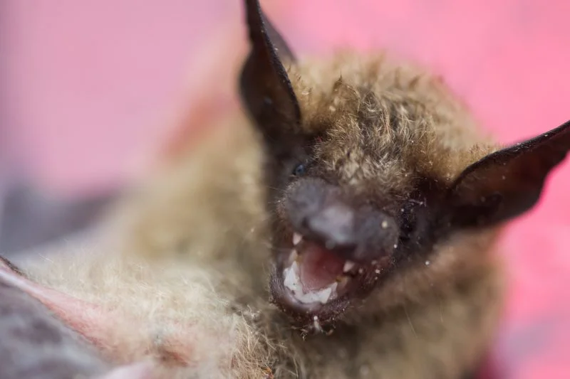 Rabies Alert: Bat Tests Positive at Great Plains Zoo