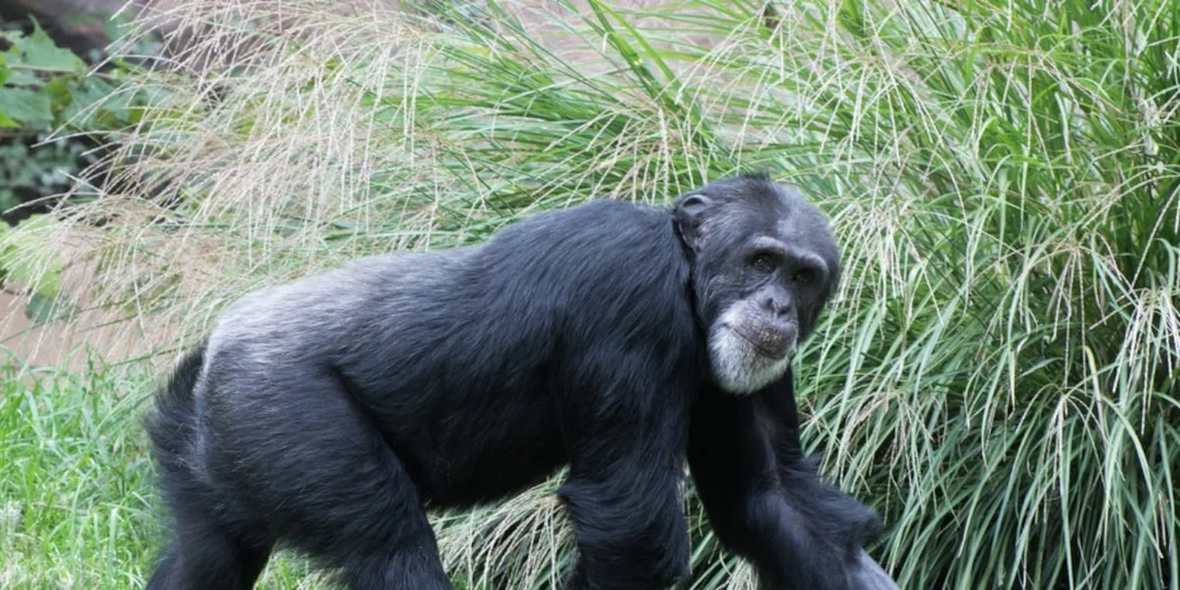 The Heartfelt Goodbye to Kijana: A Beloved Chimpanzee at Saint Louis Zoo