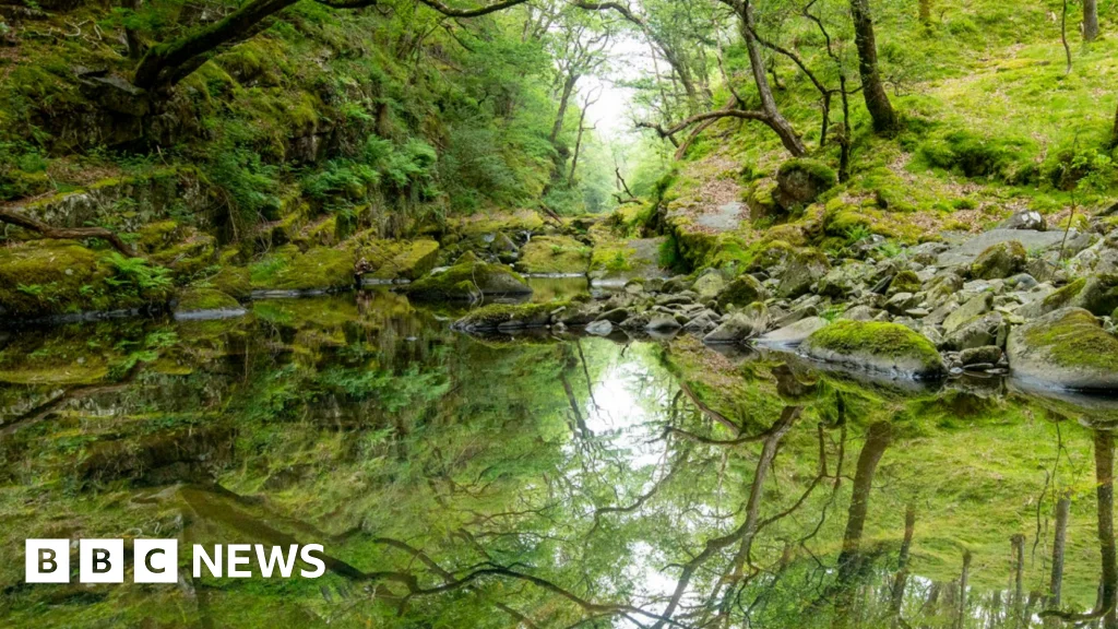 Celtic Rainforest in Wales: A Hidden Gem on the Brink of Extinction