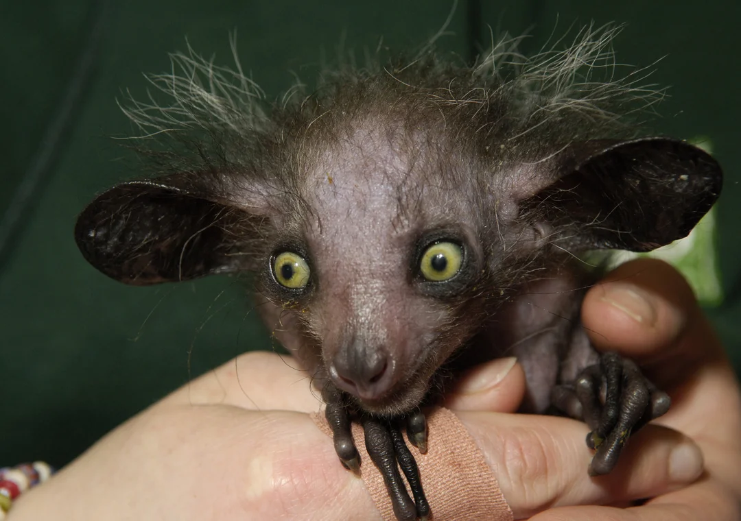 The Impact of Beauty Bias on Wildlife Conservation Efforts
