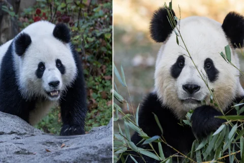 Pandas Flirt Over the Howdy Window: A Sign of Hope at National Zoo