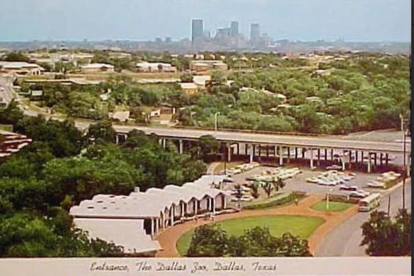 The Fascinating Journey of the Dallas Zoo: From Humble Beginnings to a Cultural Gem