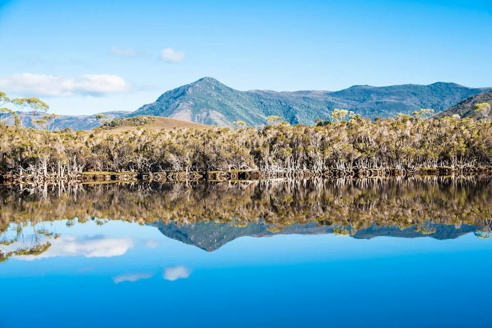 Remarkable Comeback of Tasmania’s Orange-Bellied Parrot: A Success Story in Conservation
