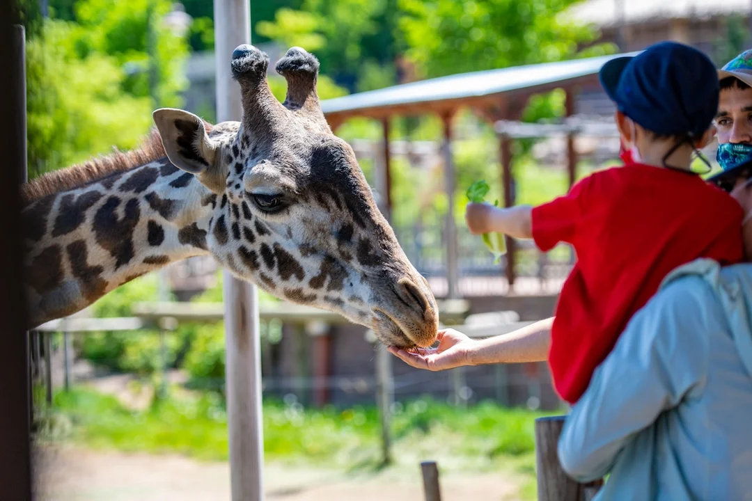 Get Up Close and Personal: Feed the Giraffes at Turtleback Zoo