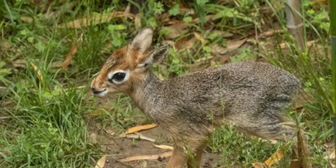 The Joy of New Life: Kirk’s Dik-Dik Born at Little Rock Zoo