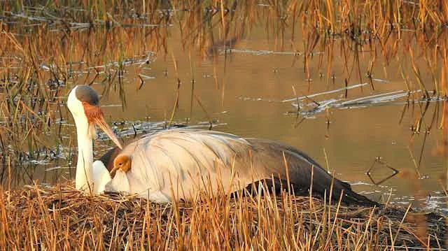 Wattled Cranes in South Africa: From Critically Endangered to A New Hope