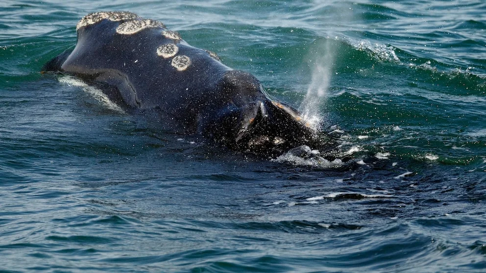Frightening Decline: North Atlantic Right Whales Face Dire Challenges