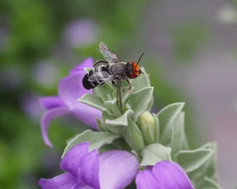 The Hidden Battle: Honey Bees vs Native Bees in Australia