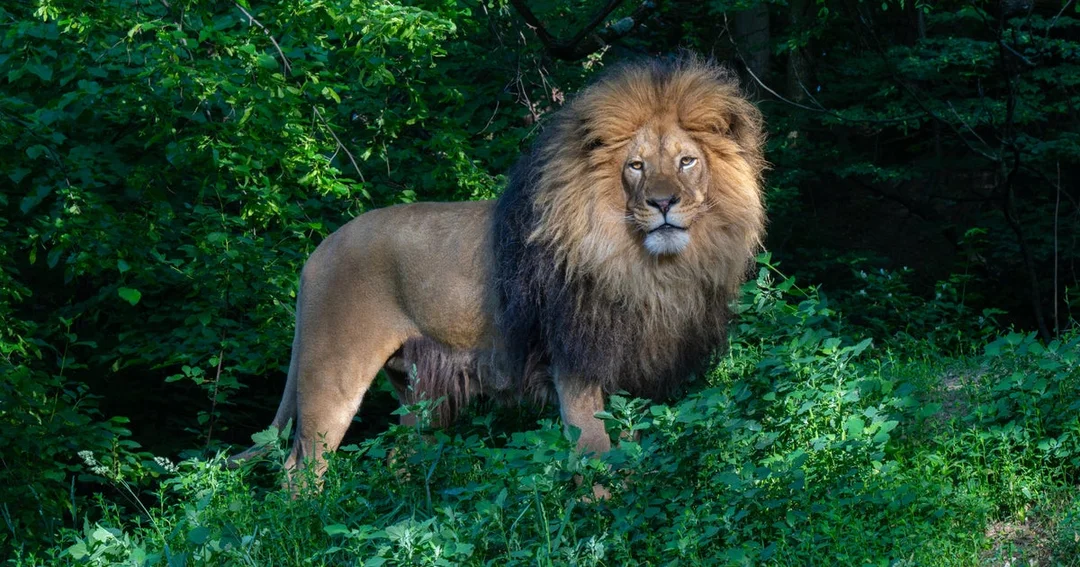Pittsburgh Zoo Welcomes New Male Lion Hondo