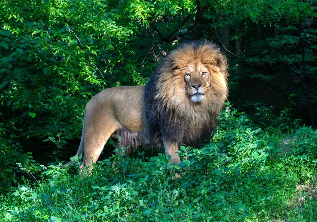 The Majestic Arrival of Hondo: A New Chapter for Pittsburgh Zoo & Aquarium