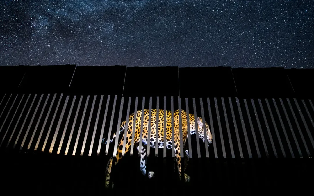 The New Border Wall: A Barrier to Biodiversity in Arizona