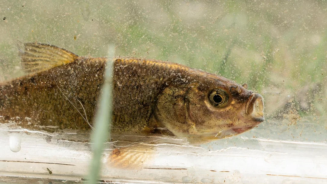 Rare Nevada Fish Faces Extinction: Urgent Call for Protection