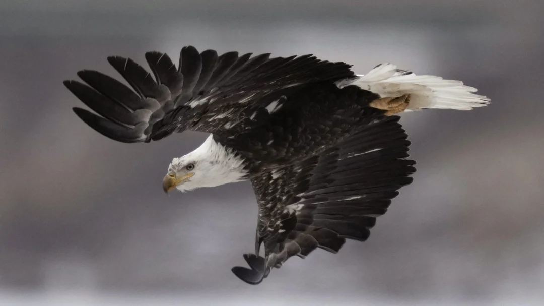 The Endangered Species Act Under Siege: A Threat to Biodiversity
