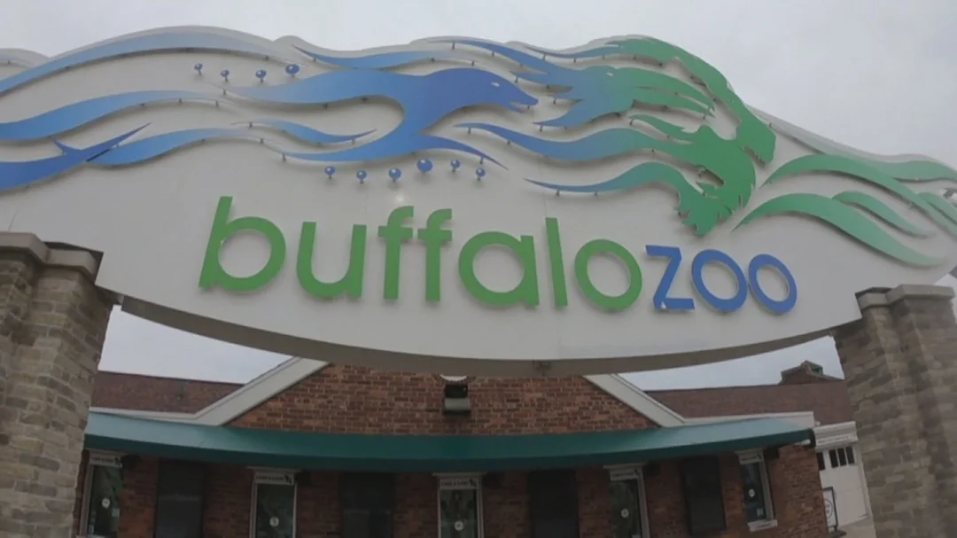 Buffalo Zoo Welcomes Adorable New Ocelot Kitten