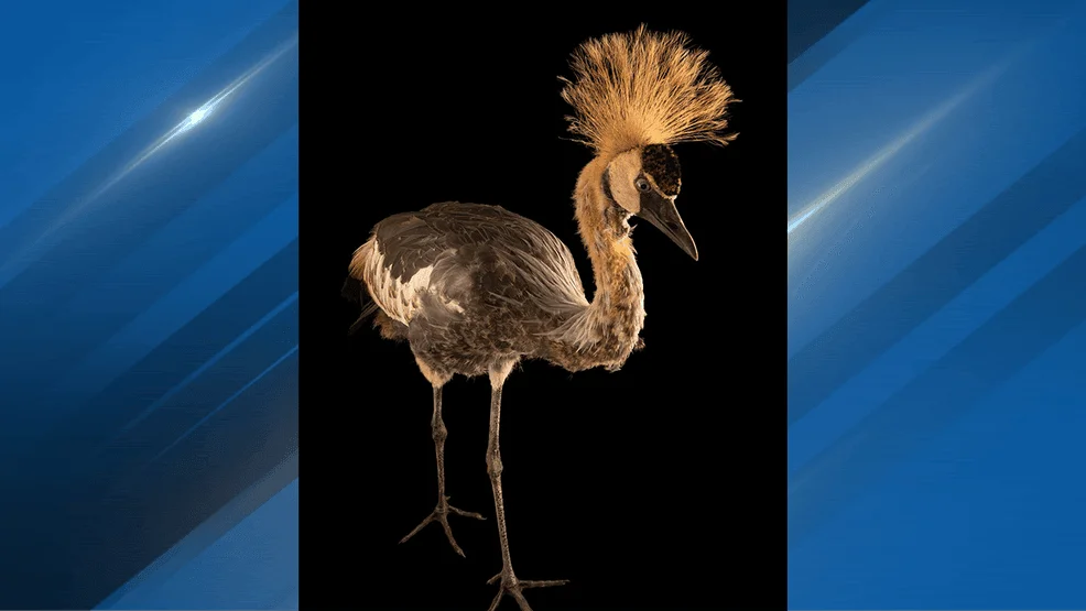 East African Crowned Crane Makes A Bold Escape From Cougar Mountain Zoo