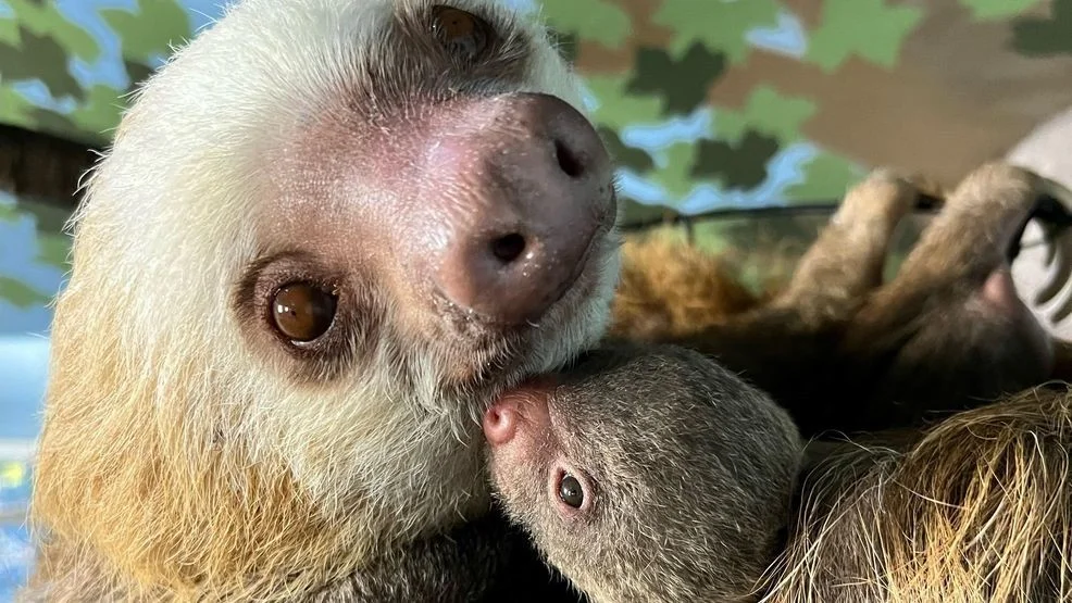 Help Name the New Baby Sloth at Capron Park Zoo