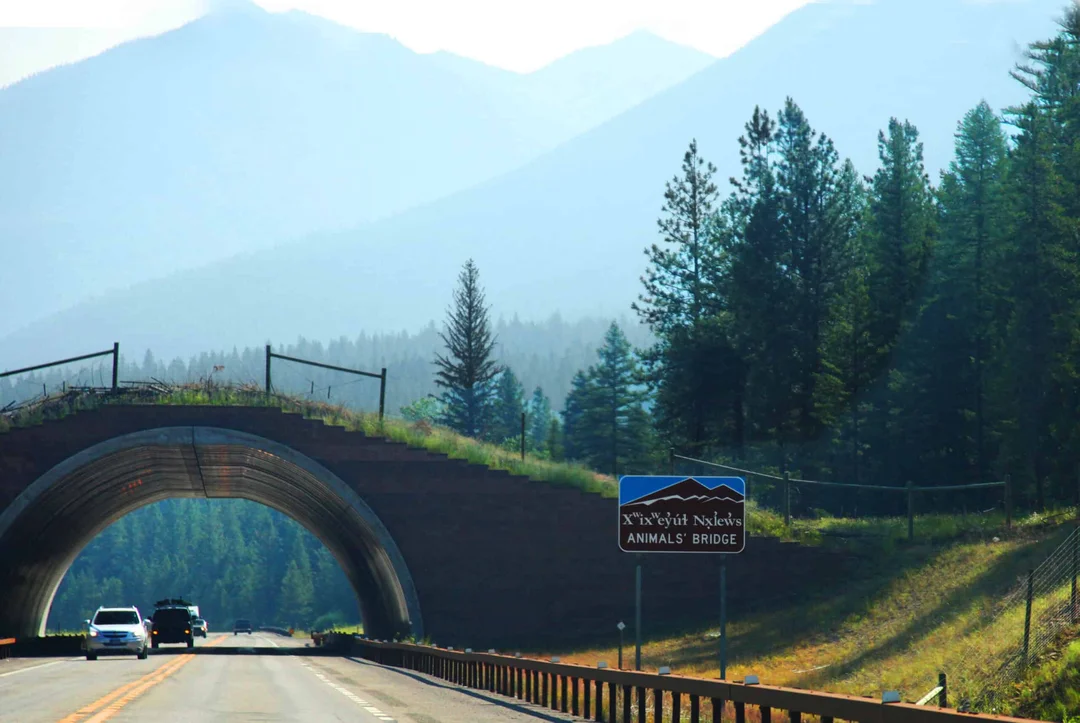 Saving Lives and Wildlife: The Urgent Need for Wildlife Crossings in Oregon