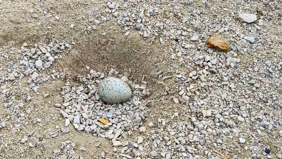 Piping Plovers Return to Waukegan Beach: Love, Drama, and Conservation