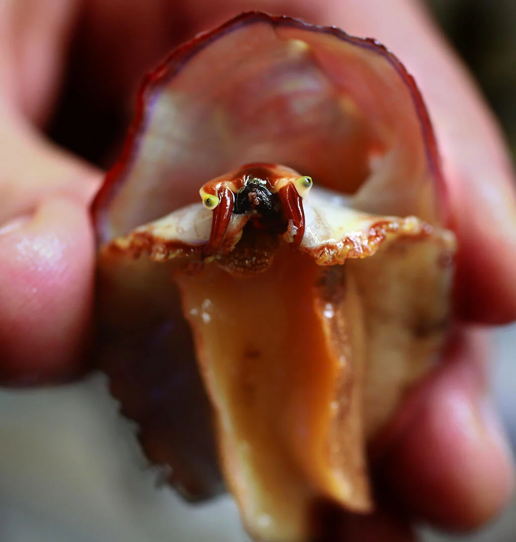 Saving The White Abalone: A Race Against Funding Cuts