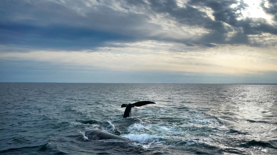 North Atlantic Right Whales Face Crisis as Birth Rates Plummet