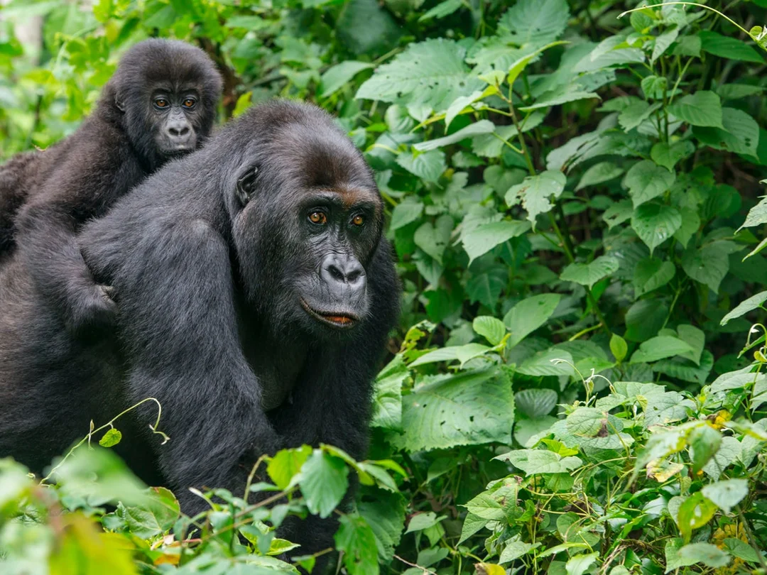 Endangered Gorillas In Peril: The Environmental Crisis in Rebel-Held Congo
