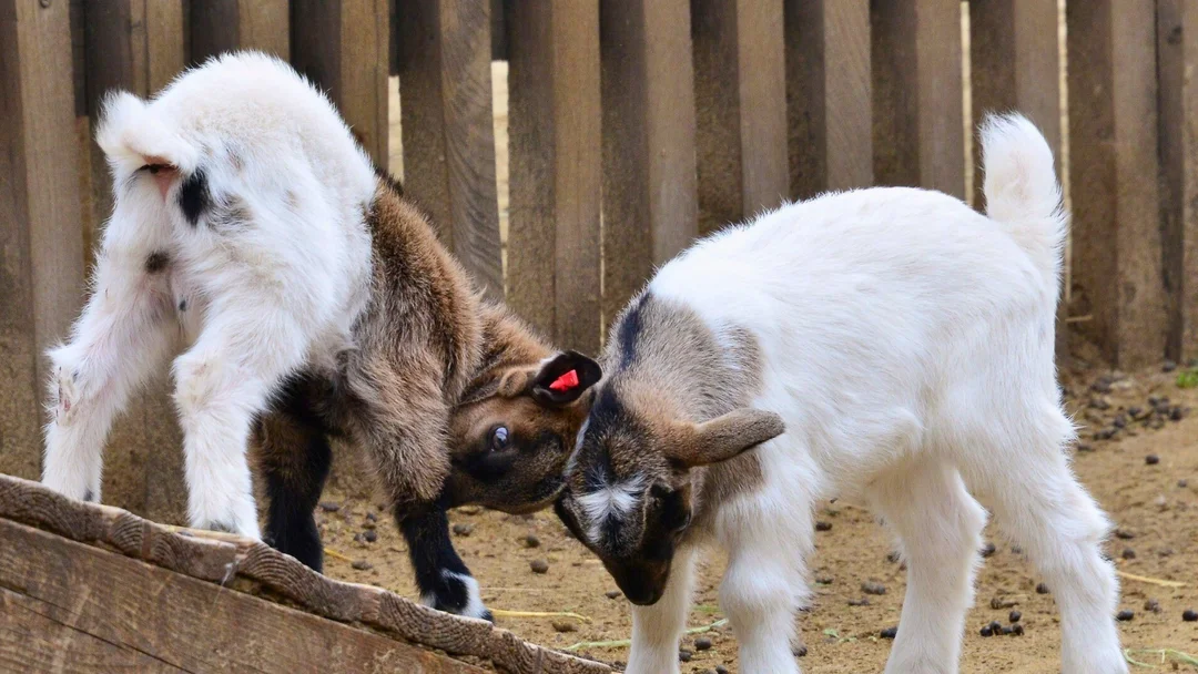 Budapest Zoo Reopens Petting Areas After Disease Lockdown