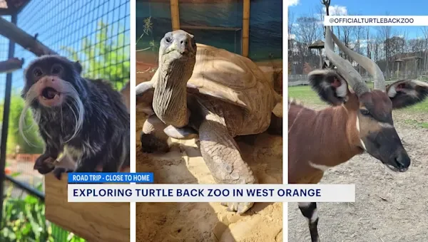 Giraffes And Butterflies Highlight A Visit To Turtle Back Zoo