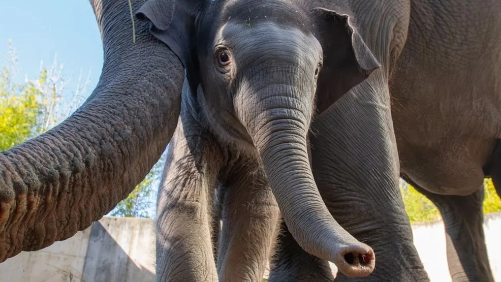 Oregon Zoo Baby Elephant Tula-Tu Named Grand Marshal of Rose Festival Grand Floral Parade