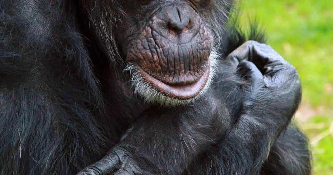 Sunset Zoo Celebrates A Milestone Birthday For Beloved Chimpanzee Susie