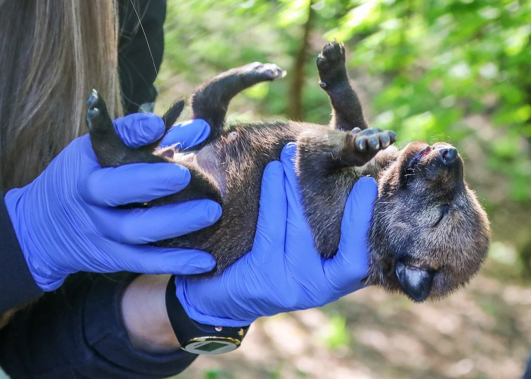Welcoming New Life: The Adorable Arrivals at Rosamond Gifford Zoo