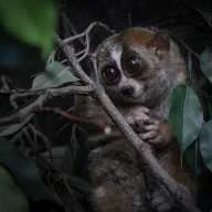 The Bronx Zoo Reopens Its Iconic World of Darkness Exhibit
