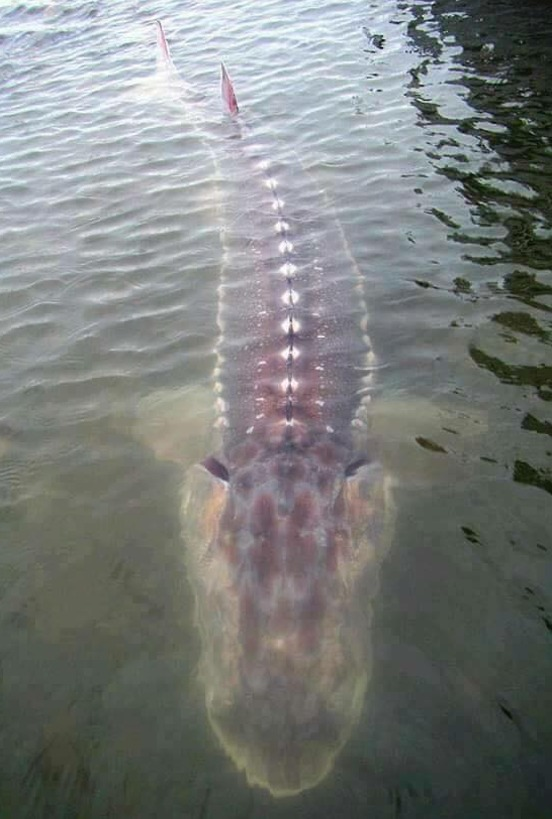 r/BeAmazed - a large fish in the water